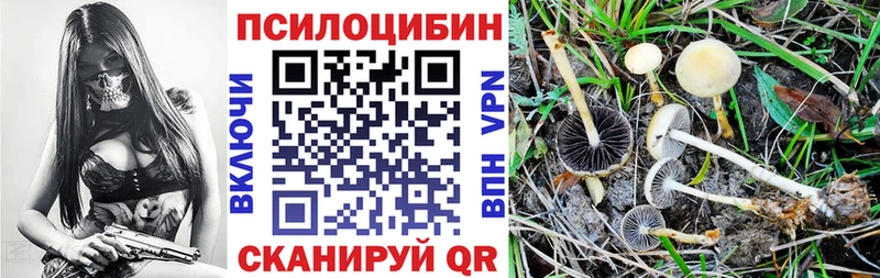 Купить закладки  Вышний Волочёк  Псилоцибиновые грибы Psilocybe 